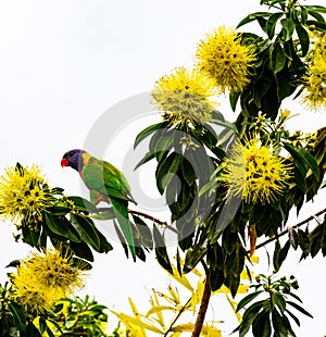 golden penda tree from Australia photo